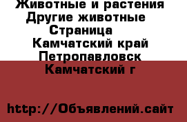 Животные и растения Другие животные - Страница 2 . Камчатский край,Петропавловск-Камчатский г.